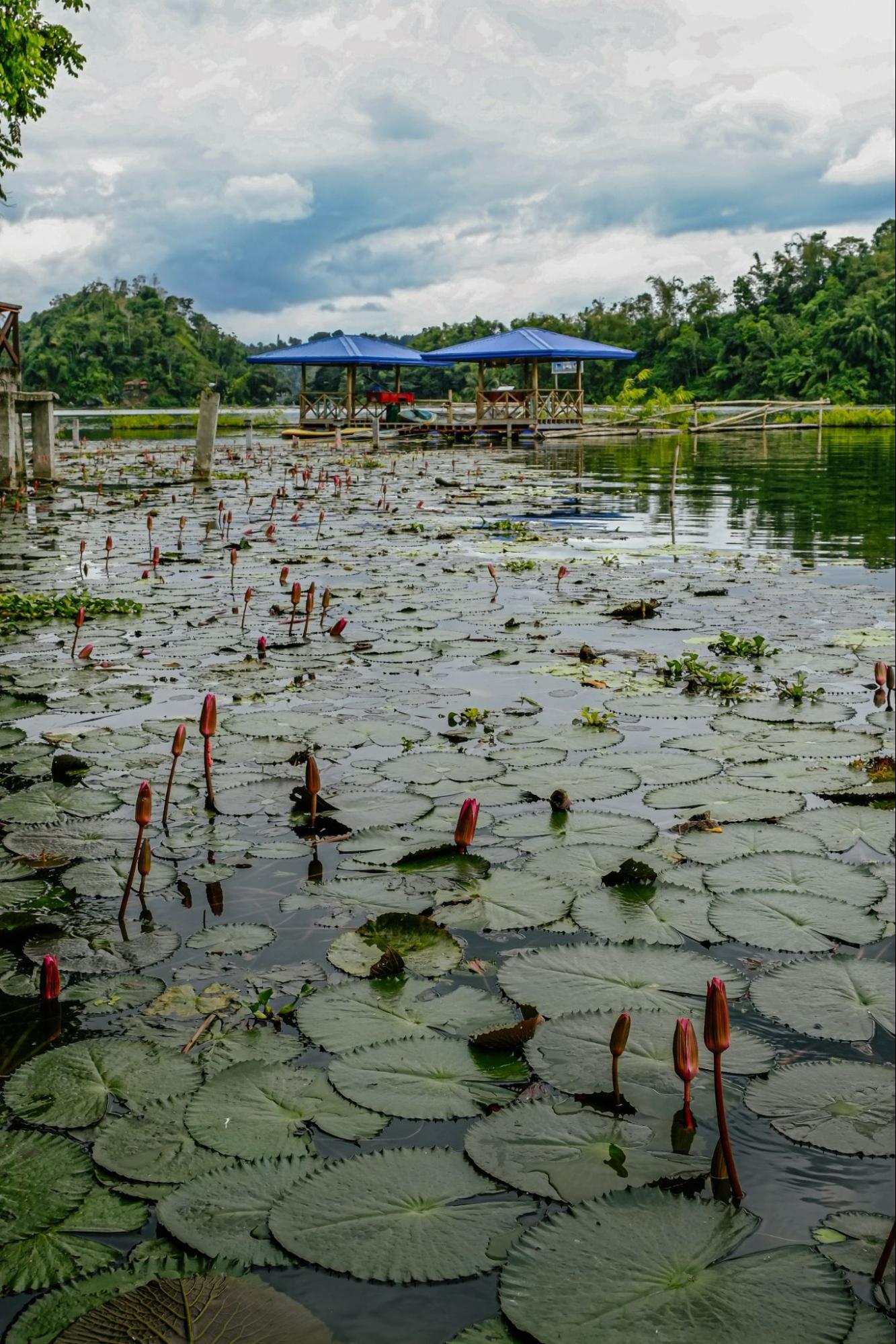 Water lilies found in a lake. Lake Sebu, South Cotabato, Philippines Water lilies found in a lake. Lake Sebu, South Cotabato, Philippines