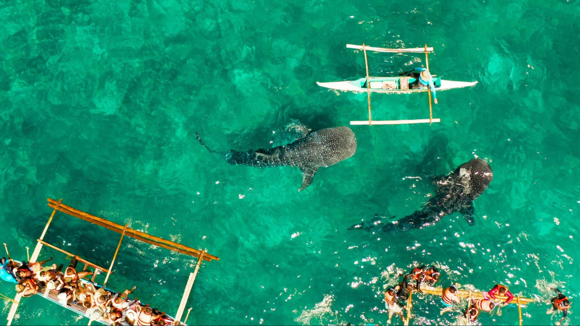 Tourists are watching whale sharks in the town of Oslob, Philippines, aerial view Tourists are watching whale sharks in the town of Oslob, Philippines, aerial view