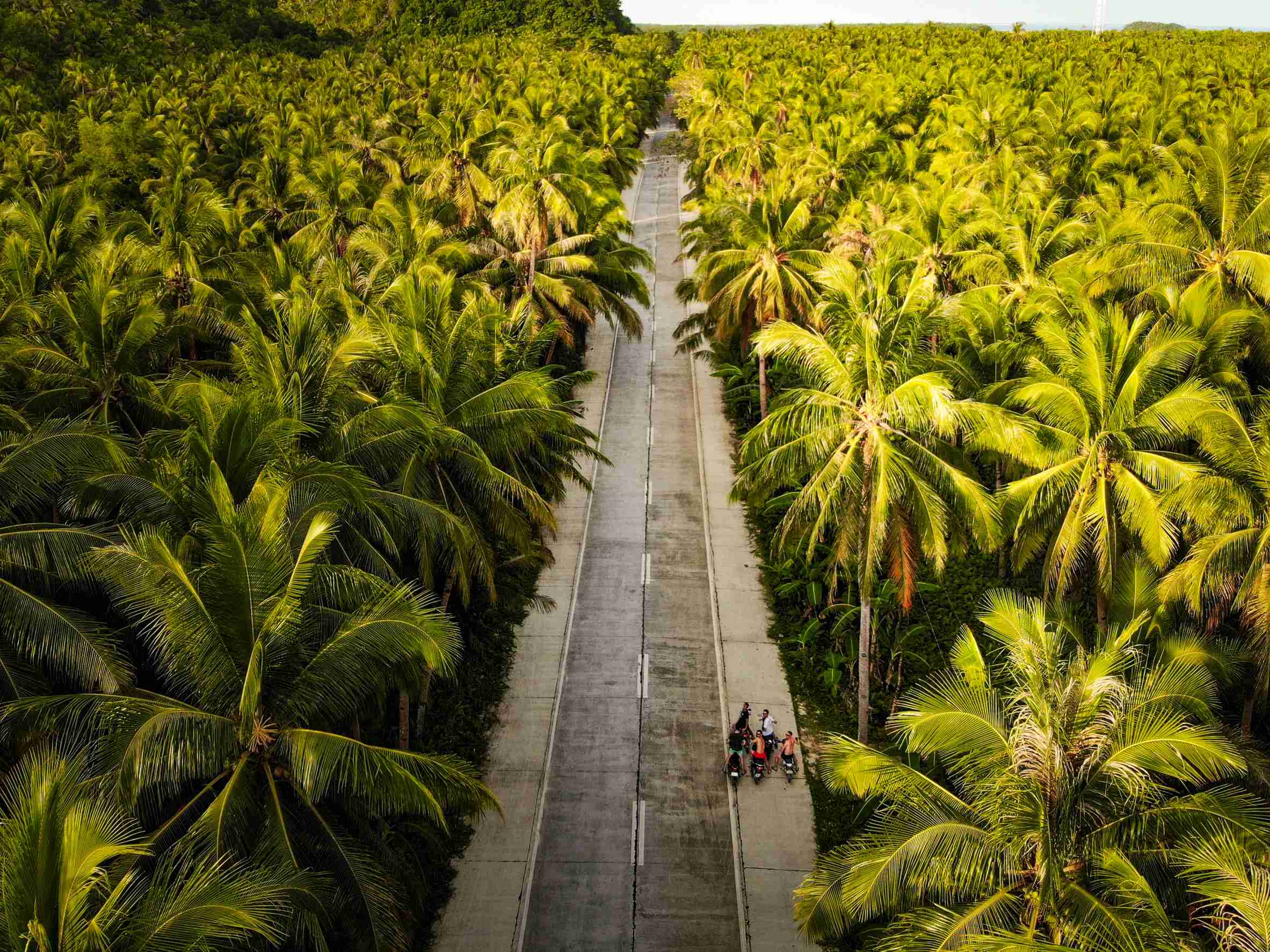 Palm Tree Road, Siargao Philippines